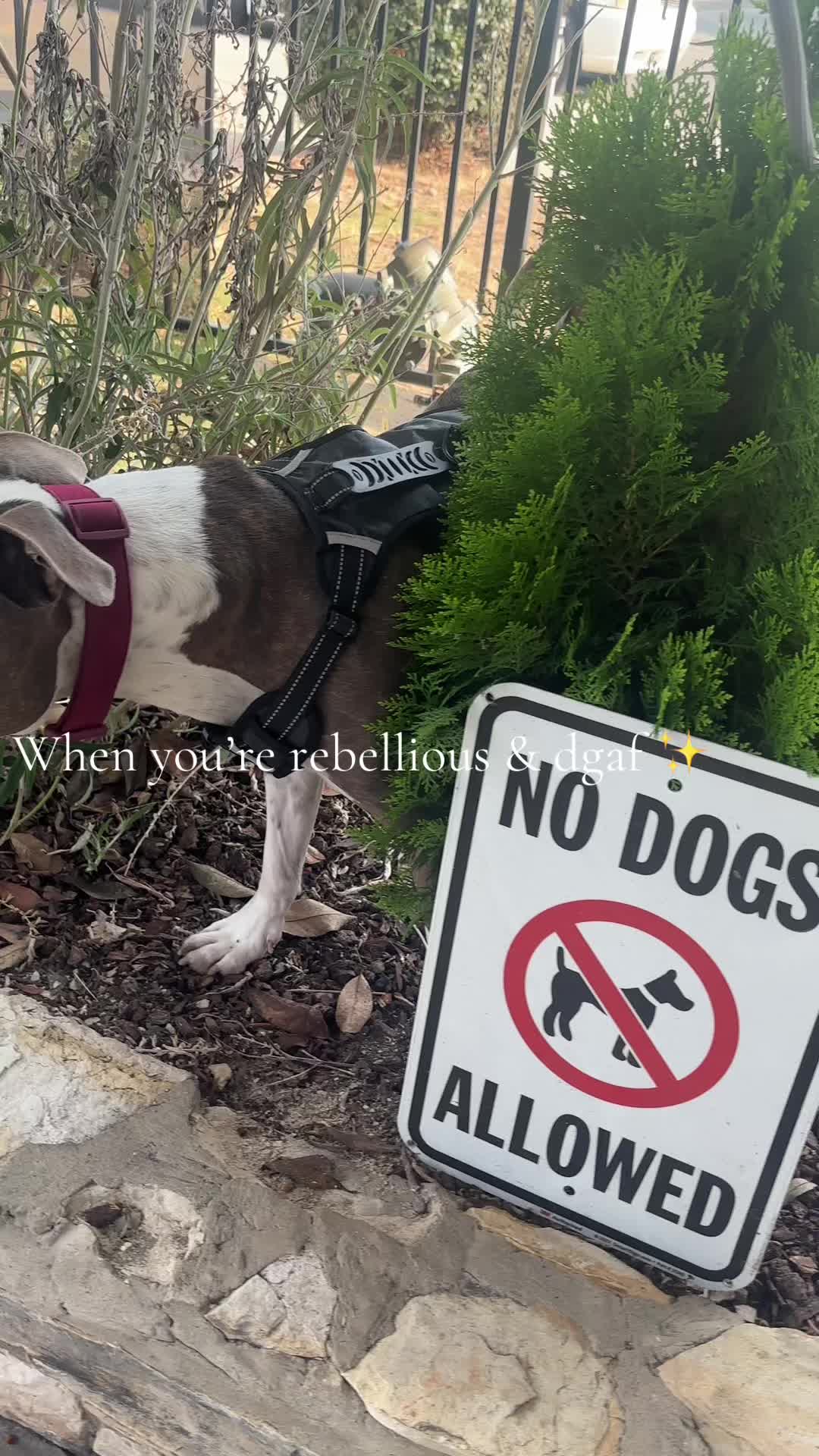@caponethepitty