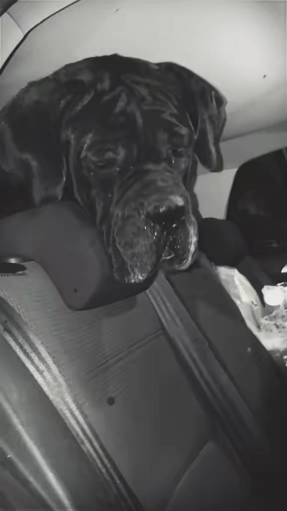 @canicorsoftmalinois