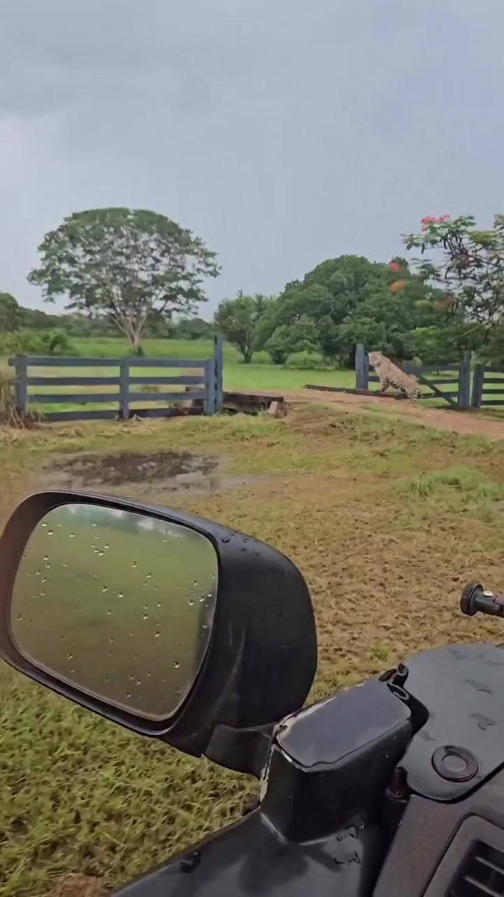 @Pantanal Sul-Matogrossense