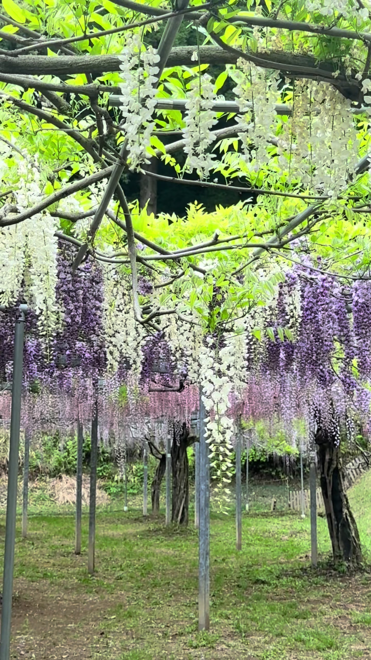 @chamikin176