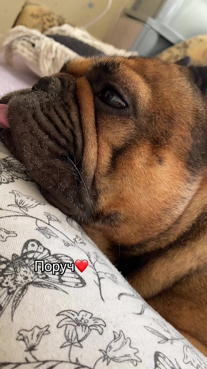 @_holly_bulls_