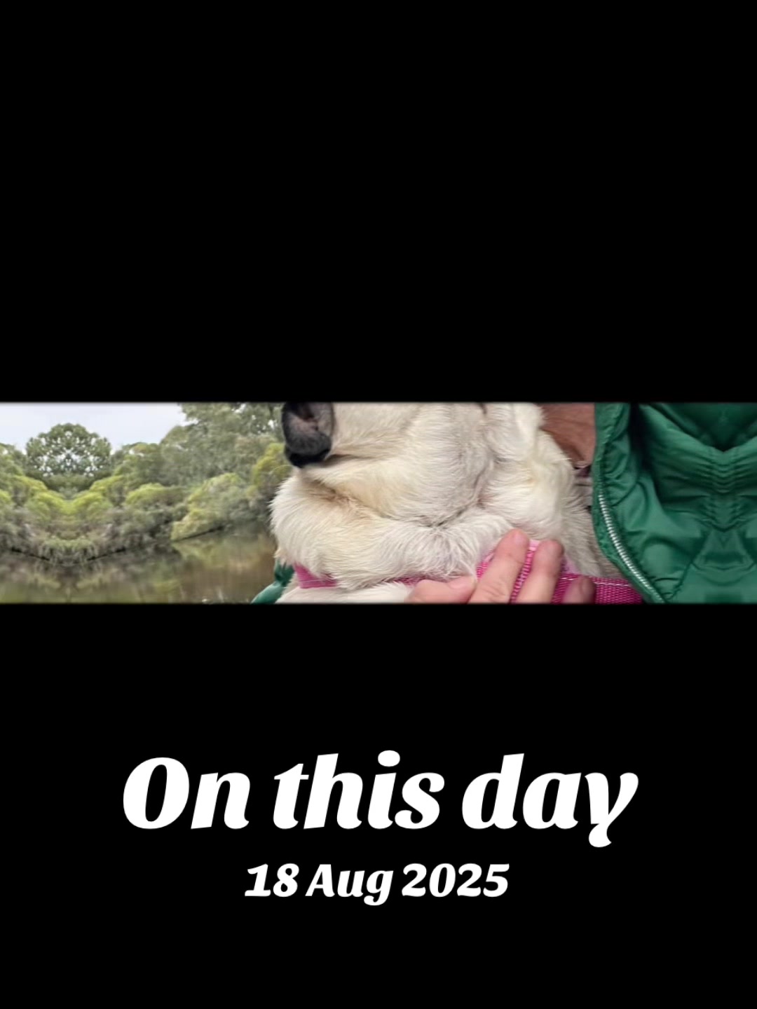 @Life with my 3 beautiful Pugs