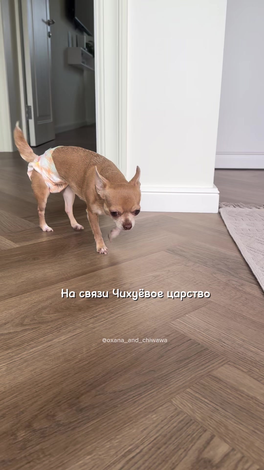 @Оксана & Чихуахуа Бонита