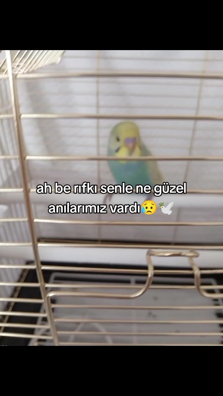 @cicikuş rıfkı🕊️