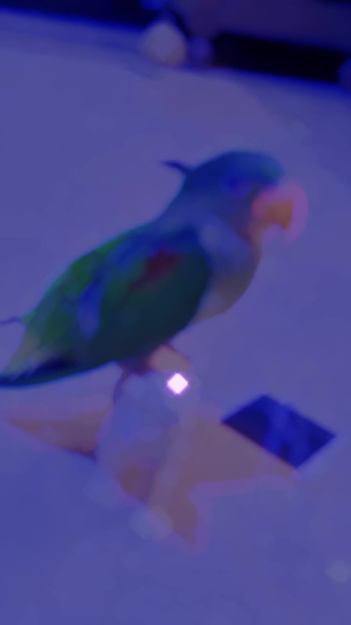 @🪾هانئ Haānī