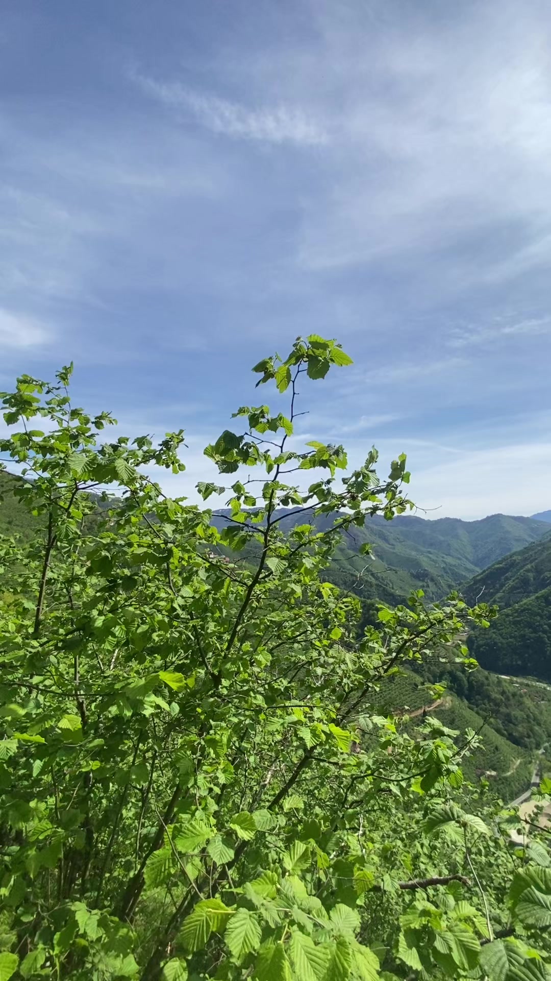 @ᗩ