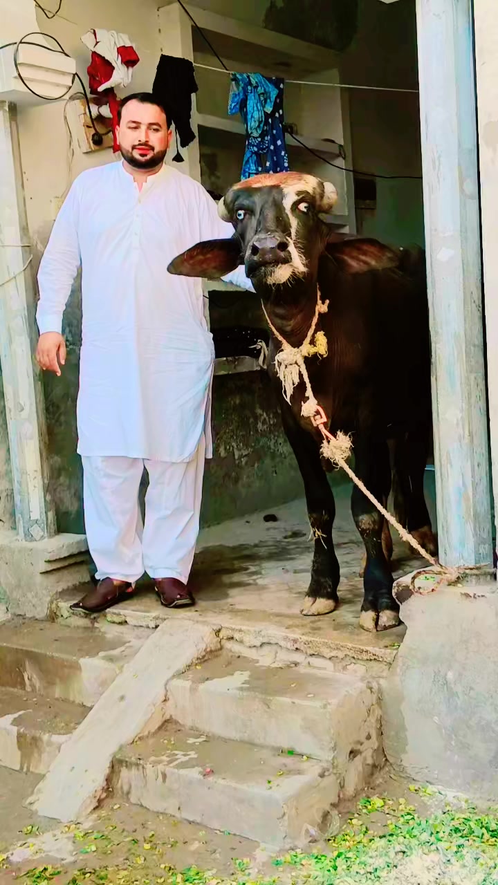 @Lala Tahir jalalpuri