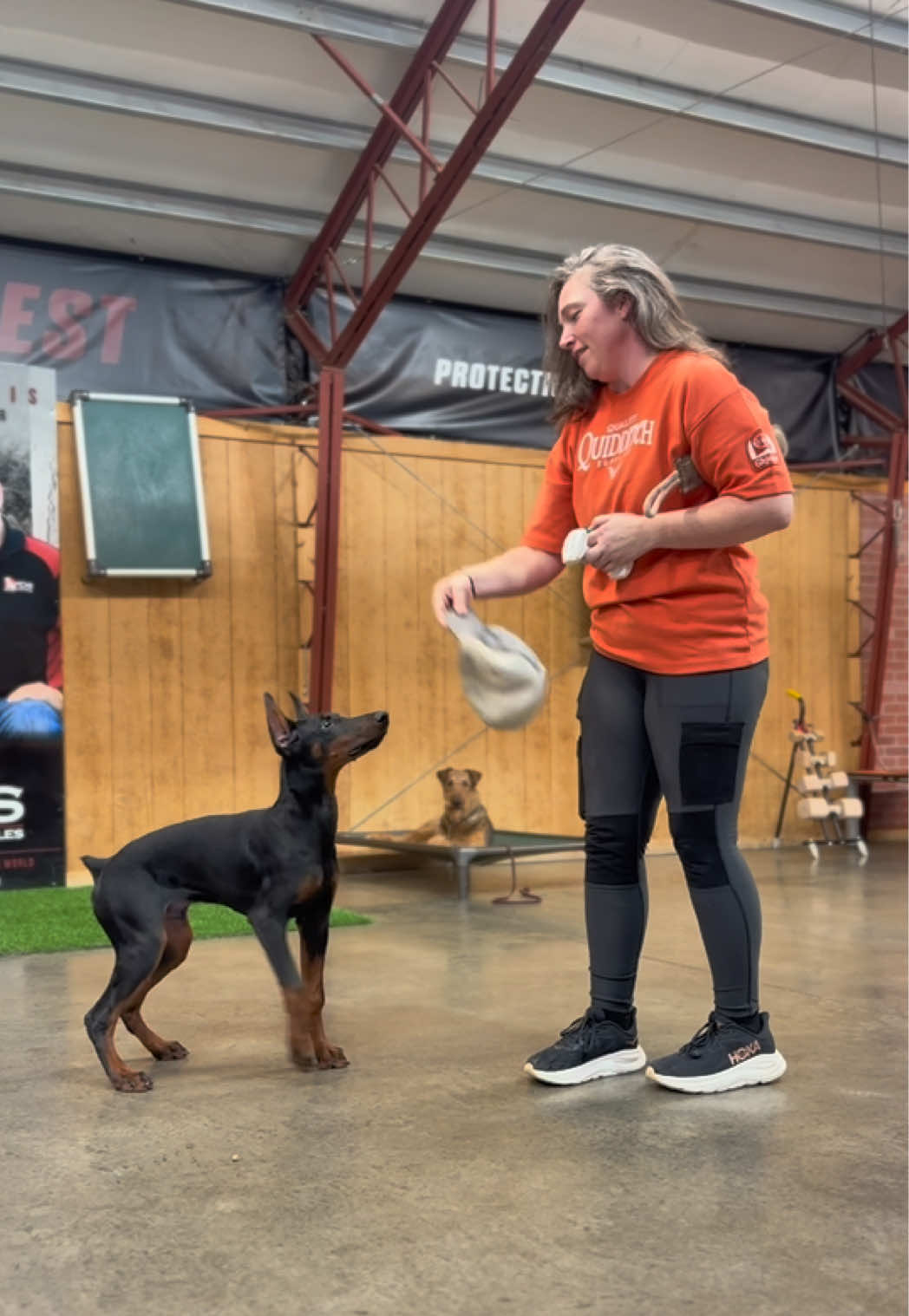@Protection Dog Sales
