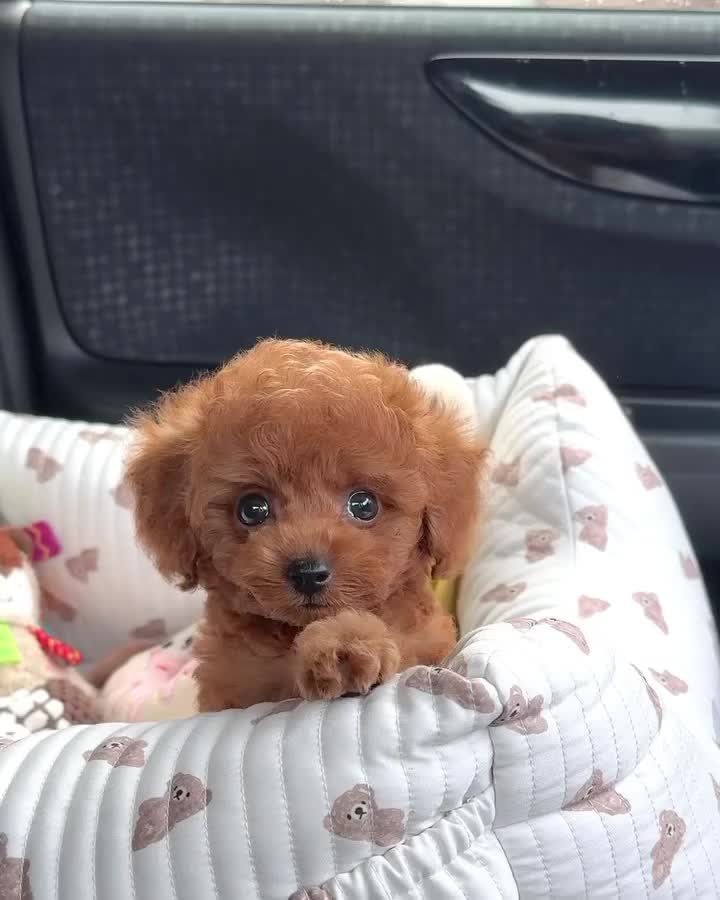 @homeraisedtinypoodles
