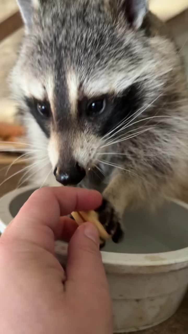 @Cats&Coons