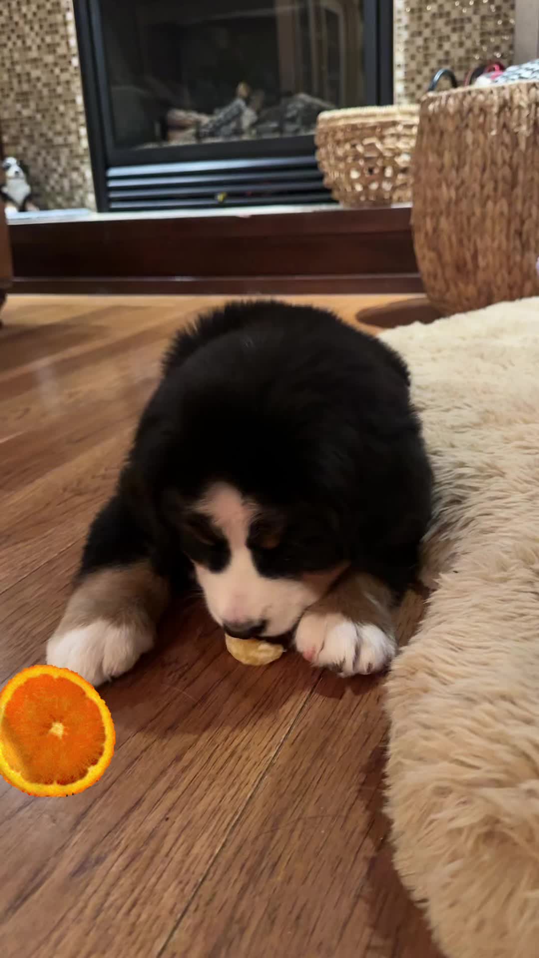 @SennenridgeBernese