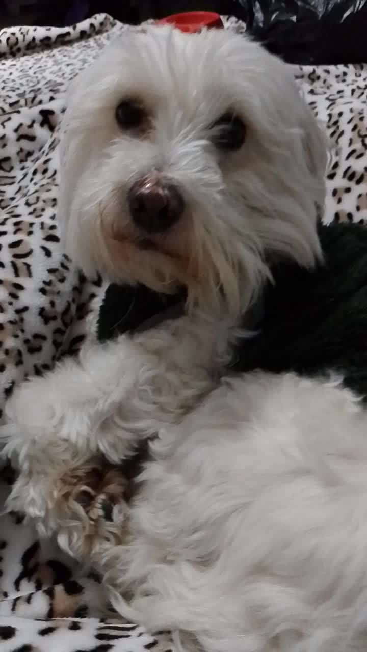 @Sr. Tom&aacute;s 💙🐶💚