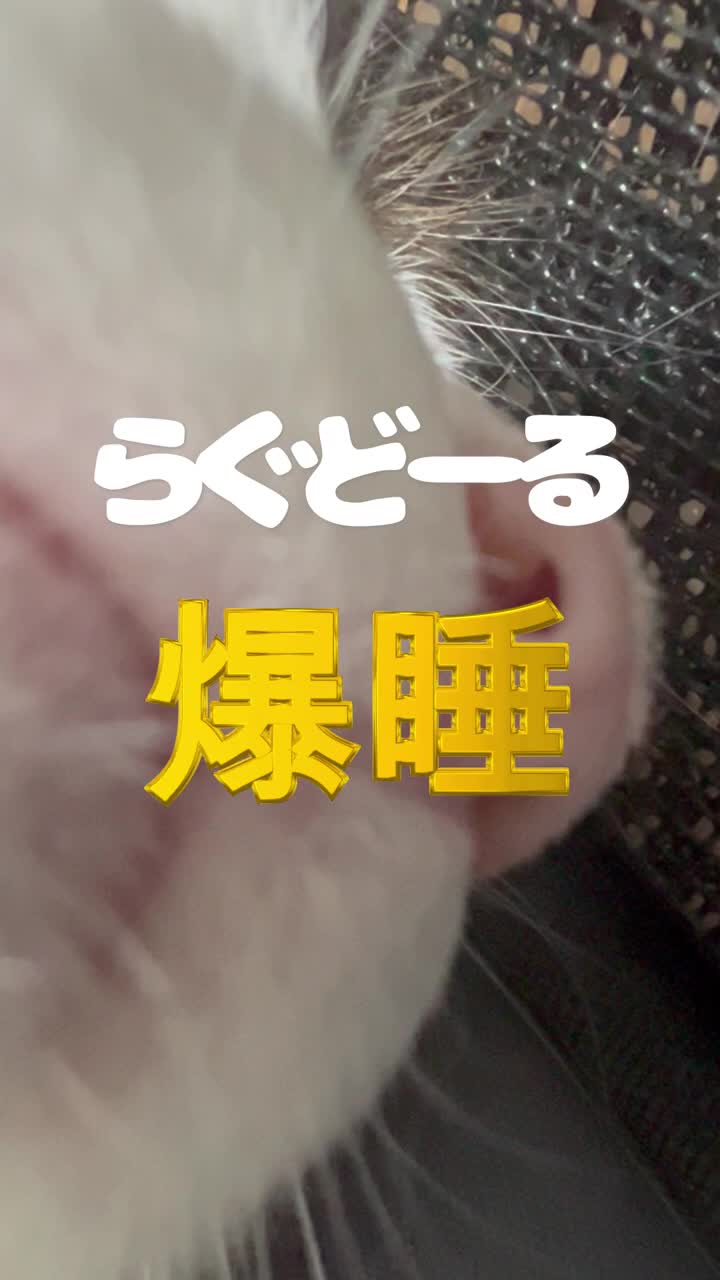 @なつめ友猫帳