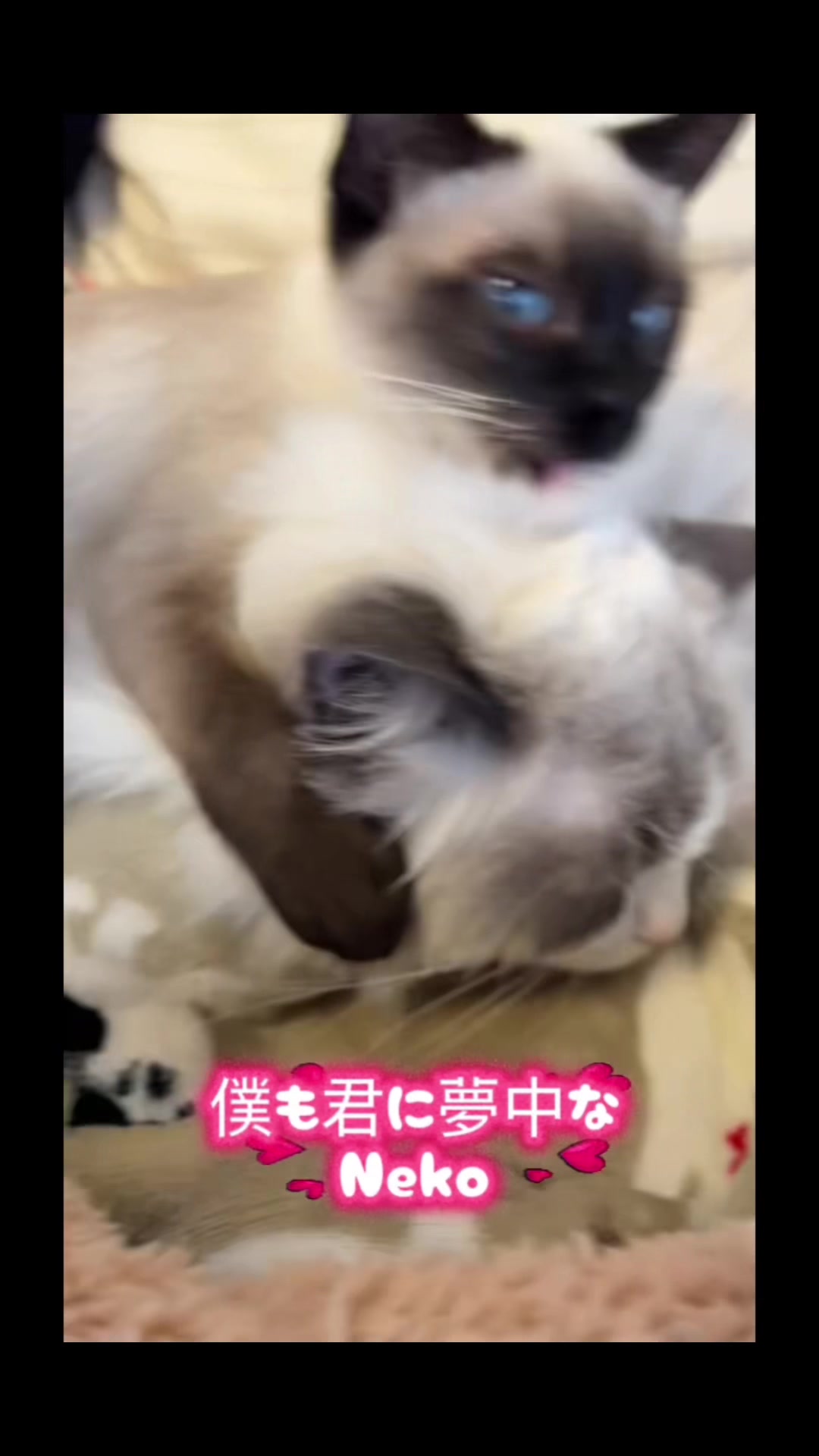 @りんちょ