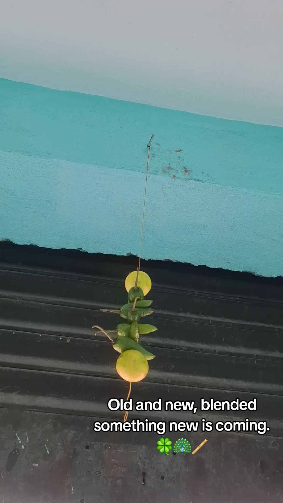 @बाबरी 🍀🍃🦚