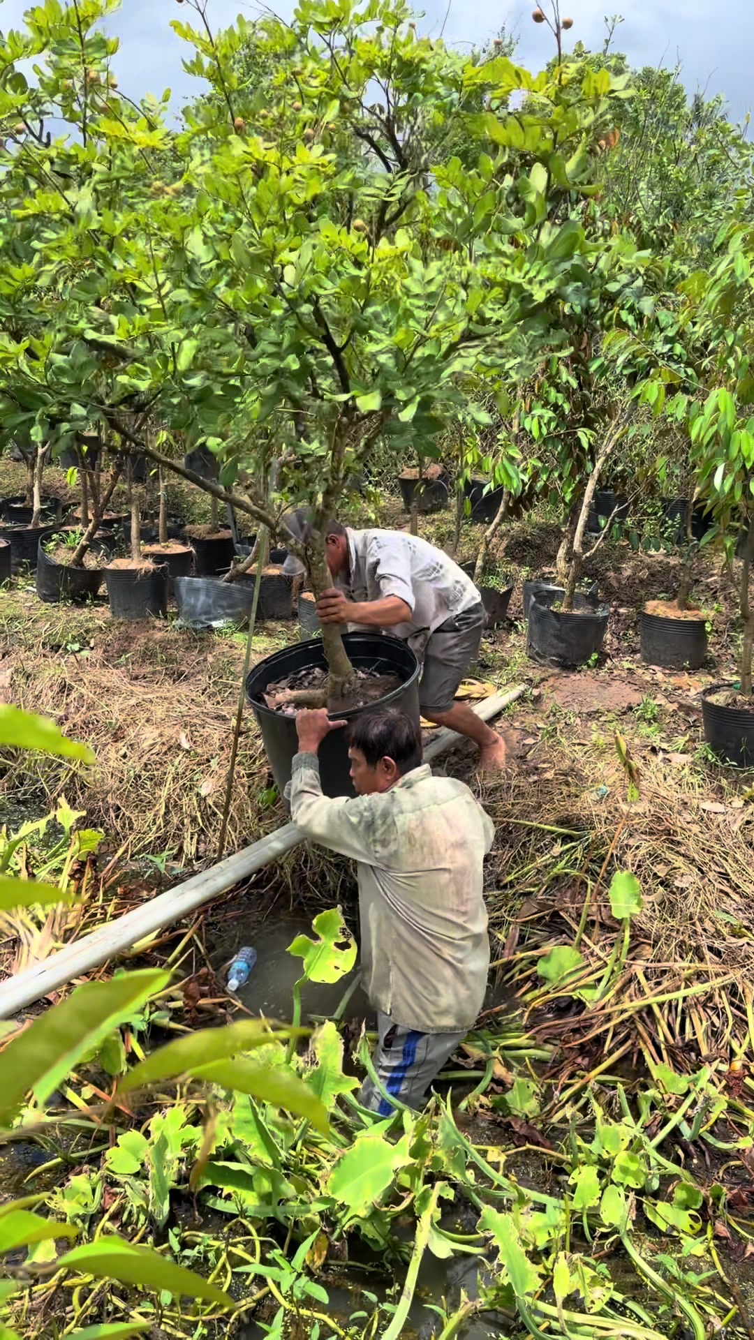 @Hùng Chương STCG Welofarm