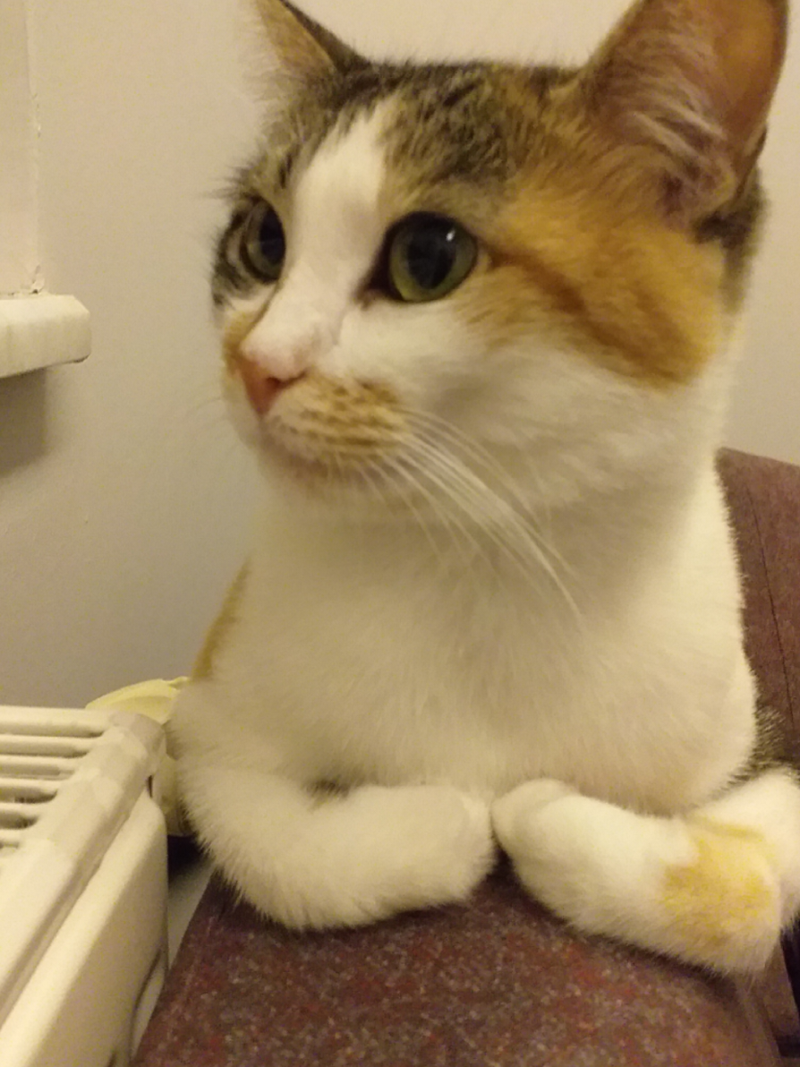 @😺Şila😻Şima😺