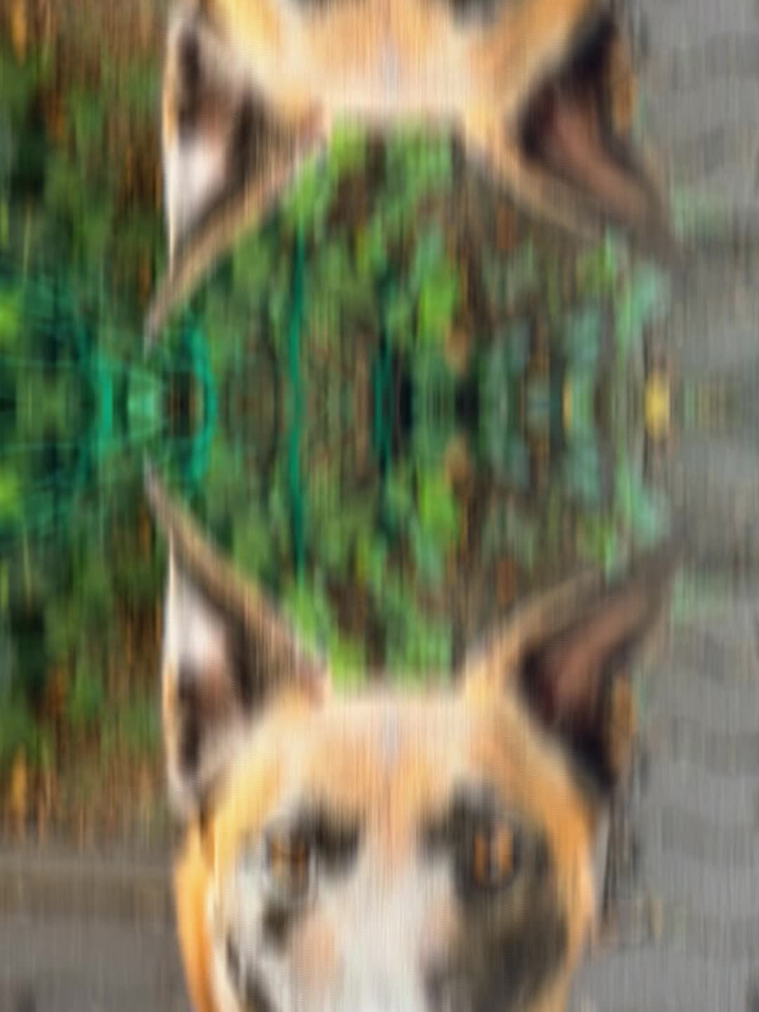 @🐺💎Charlie💎🐺