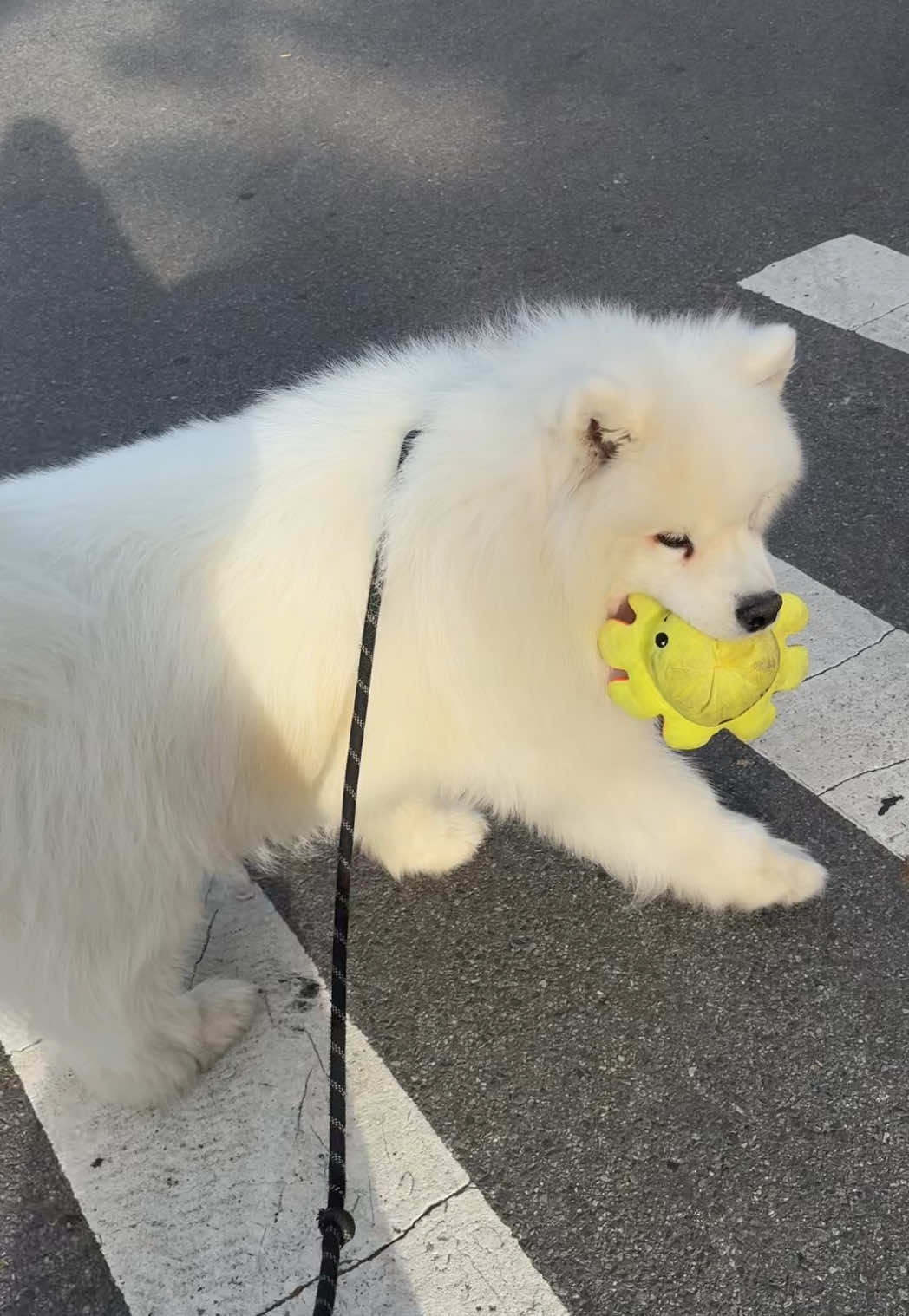 @Biff the Samoyed