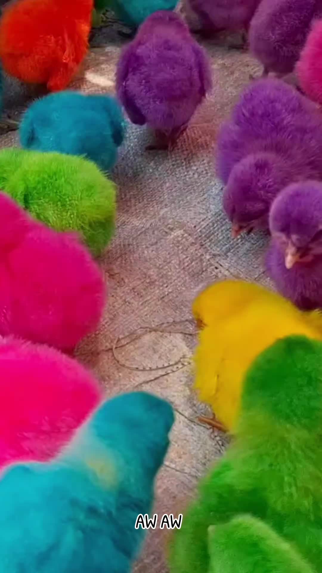 @AyamWarnaWarni