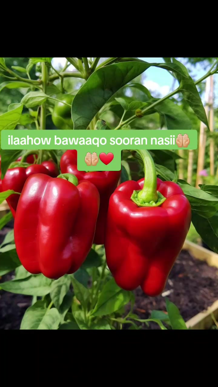 @mss qudaar🍌🍉🥭🍎🥔🍅🌶🍋🥥🥕