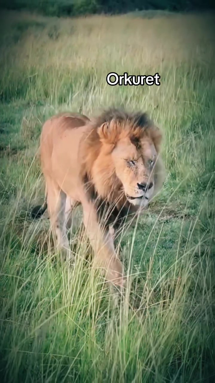 @Nai | LION EXPERT 🌍
