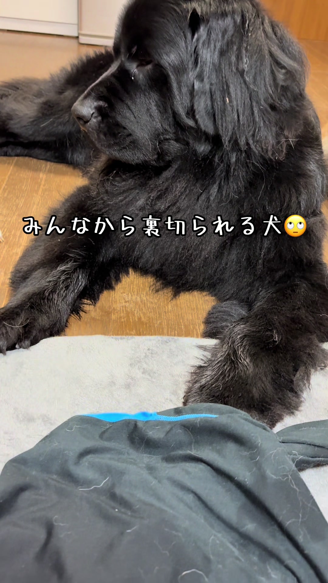 @ムックパパ🔶🐾