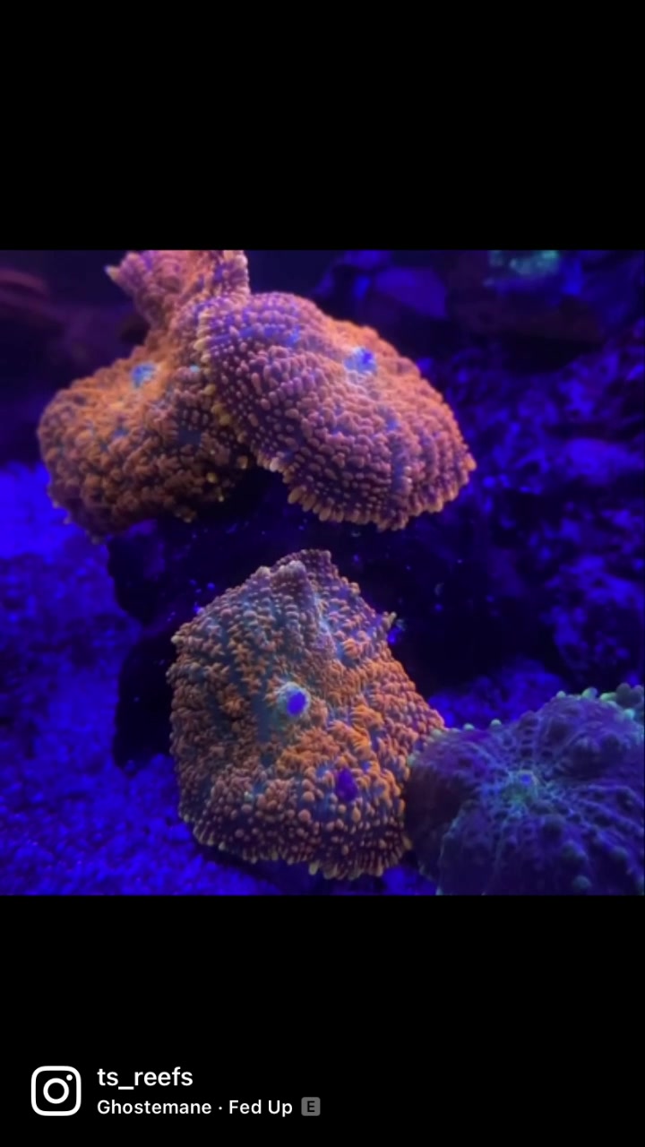 @Ts_reefs