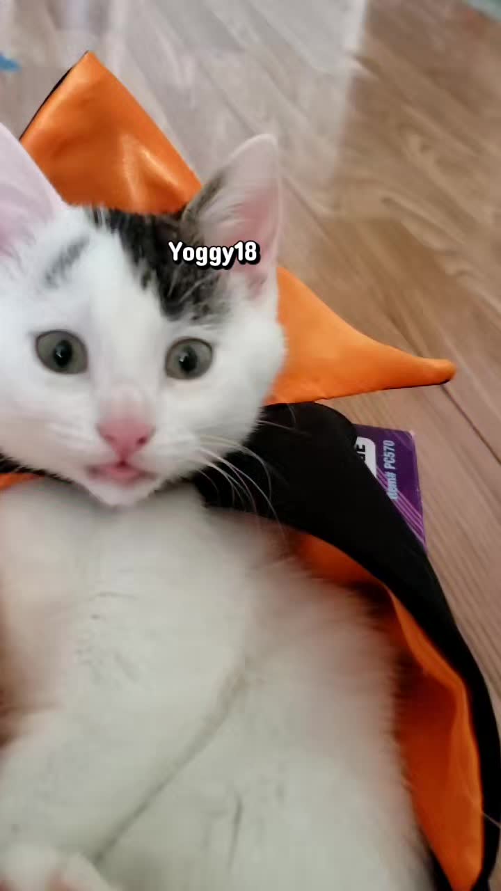 @yoggy18