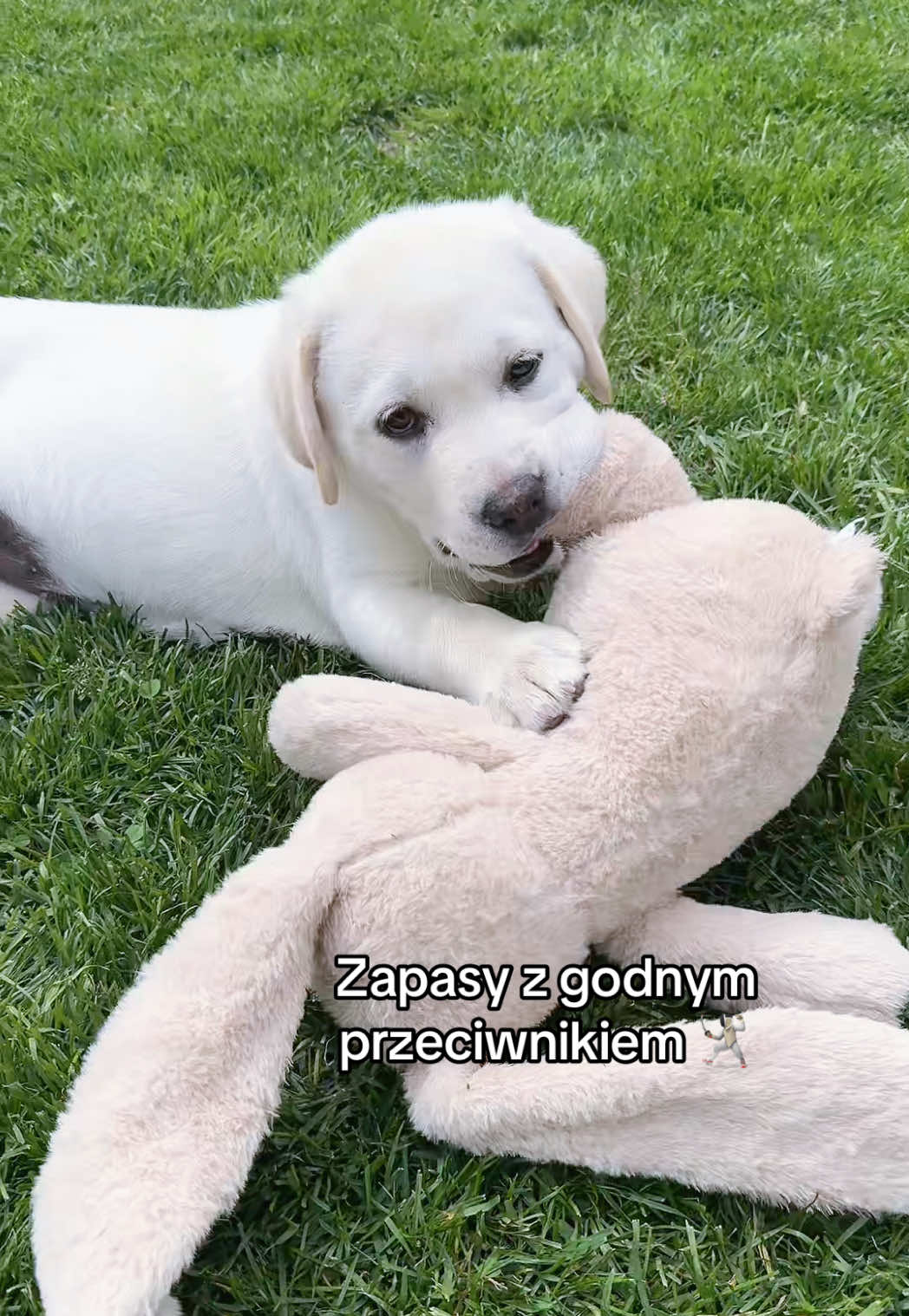 @Moonlife -Labrador Retriever