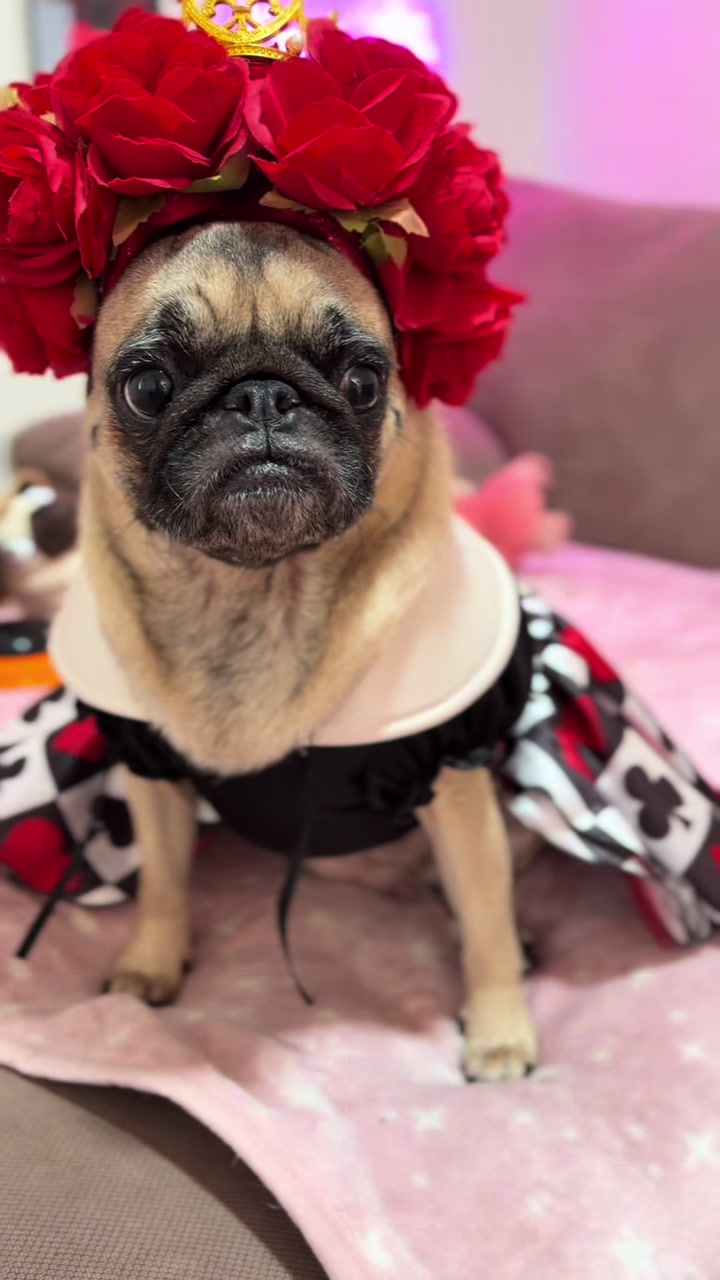 @Emma la Pug