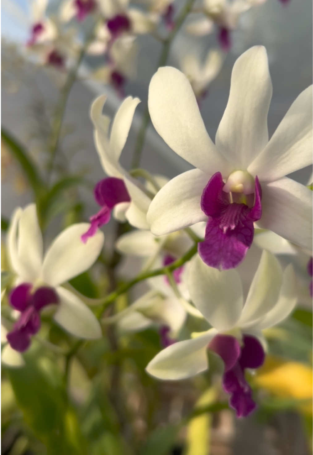 @Anggina Orchid