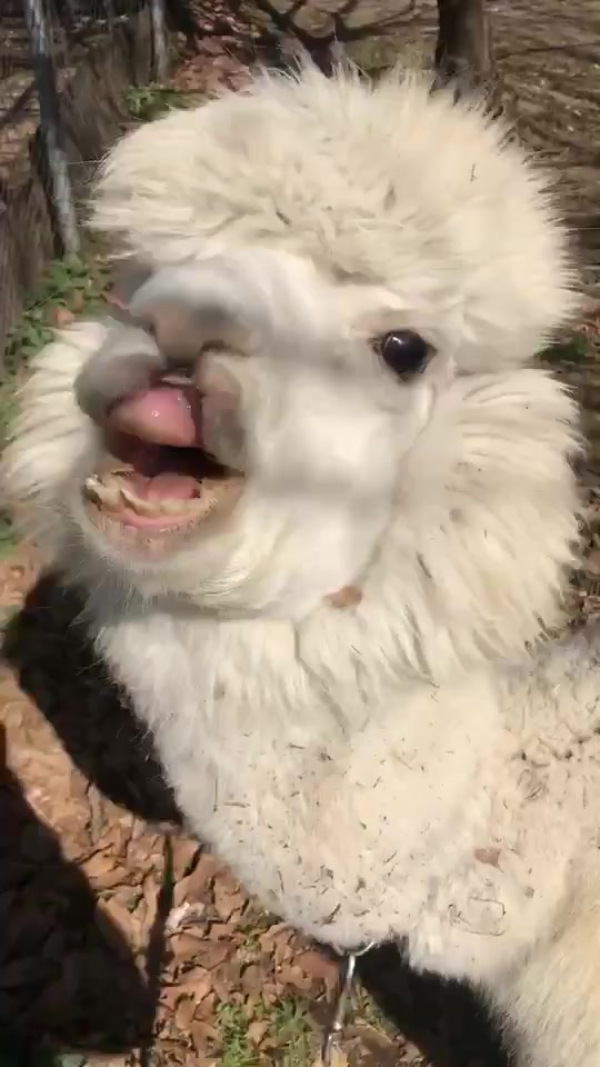 @MARU
