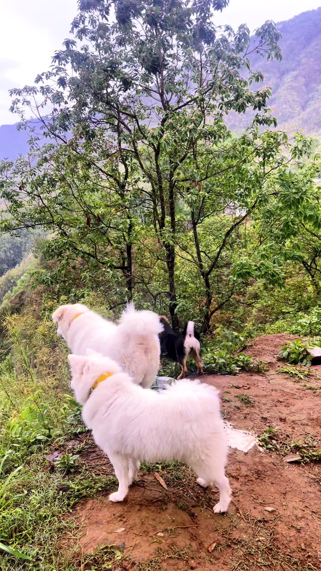 @🧿Mayara pukuli🐕🧿