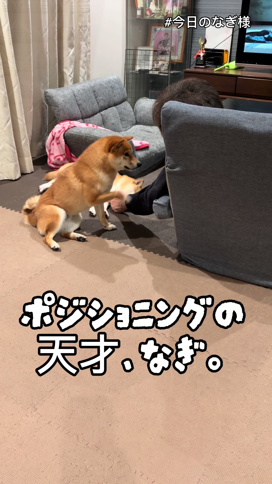 @こまめとしばーず🐾