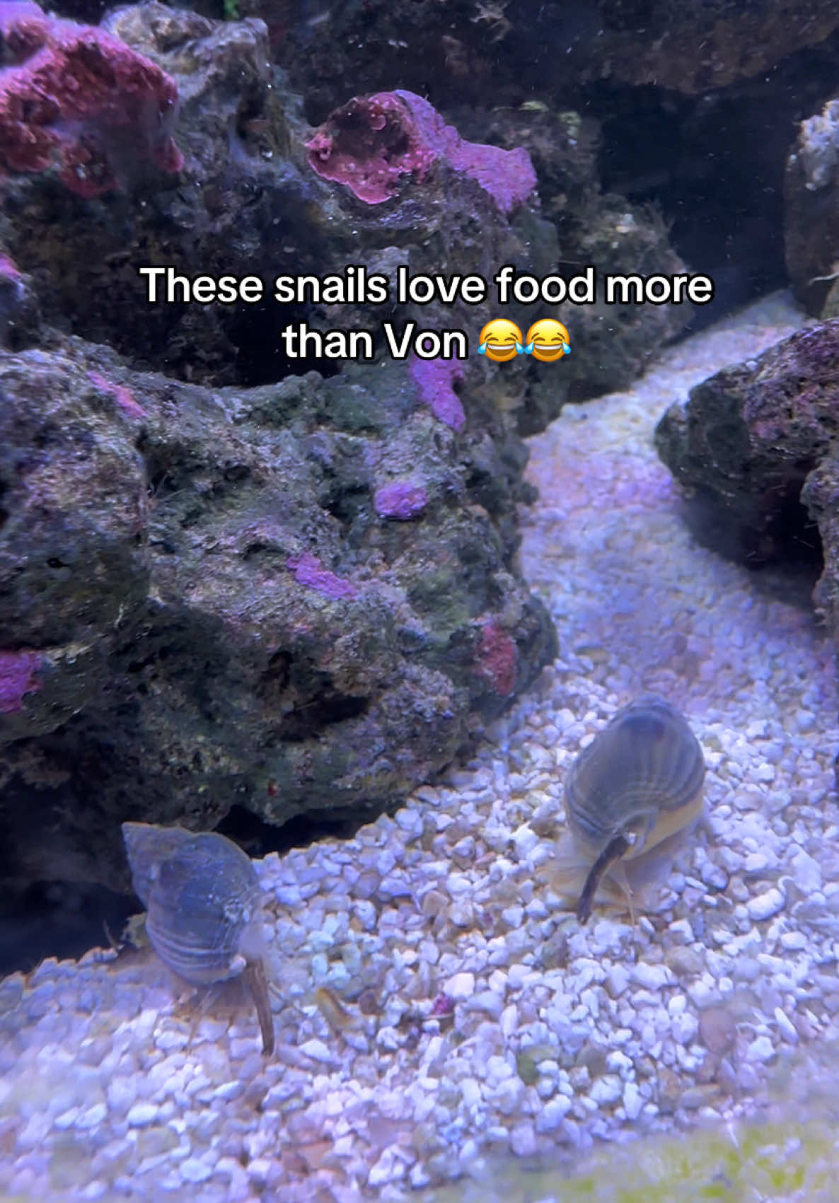 @ReefSync