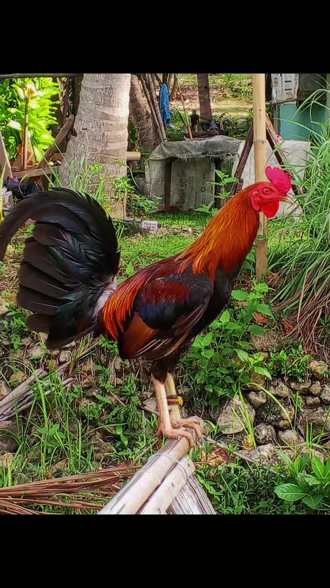 @BONALNOKK🐓