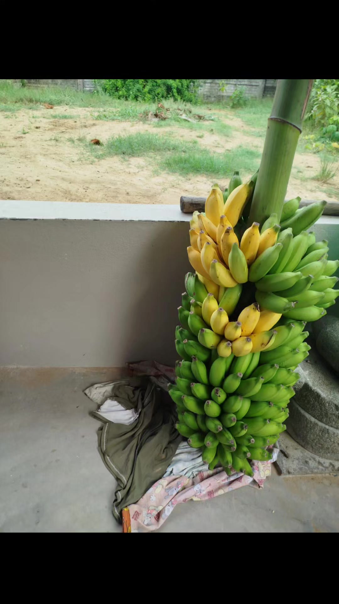 @Pandiandubai_TN-51
