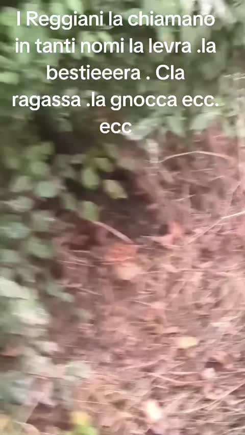 @antoniocasaroricc
