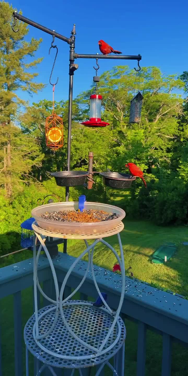 @Backyardbirdz