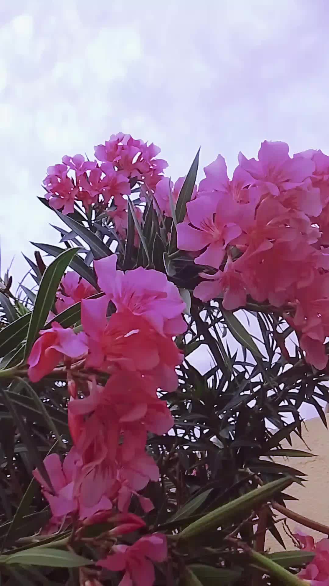 @sheeba fathima1