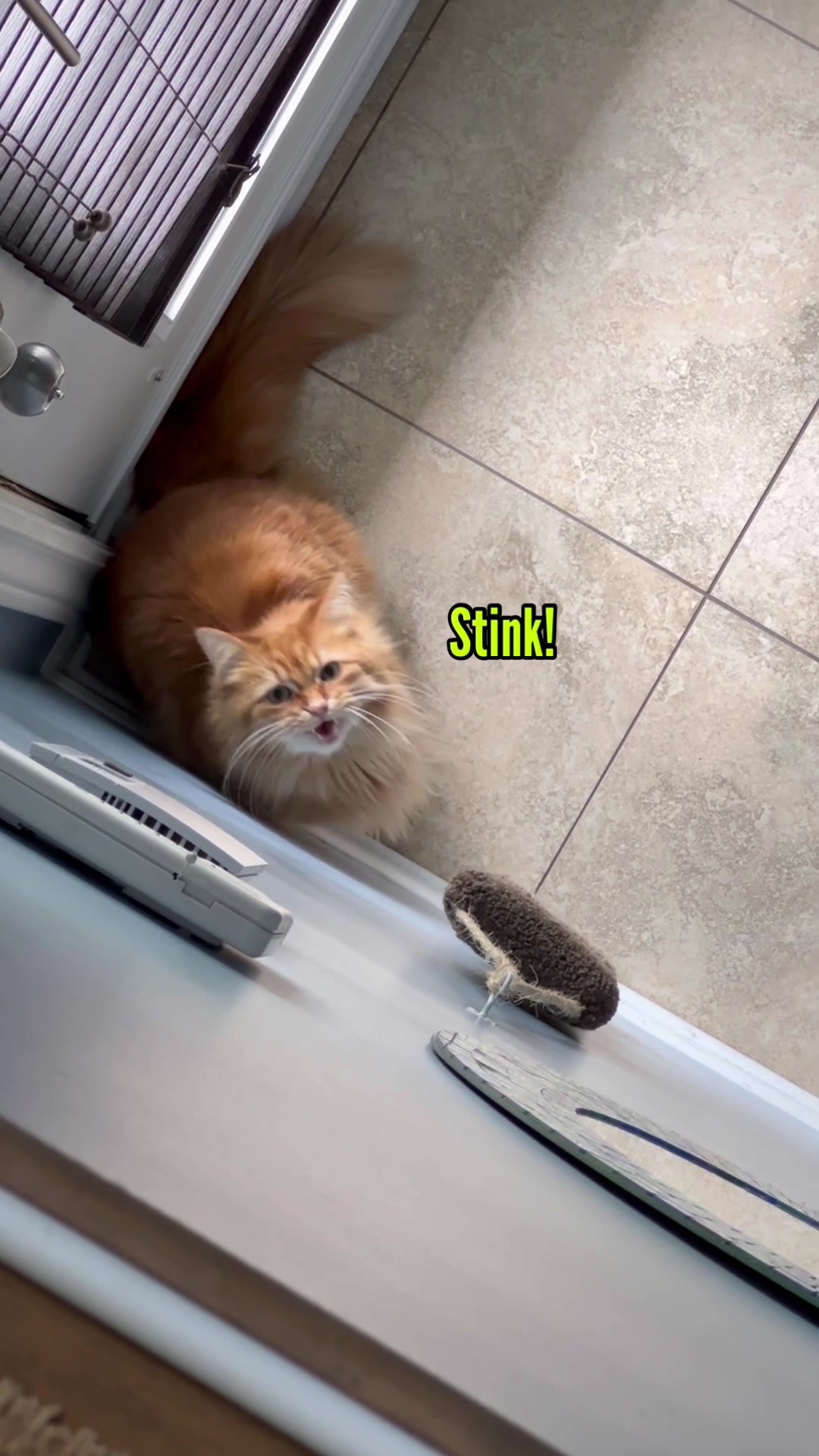 @The Oreo Cat