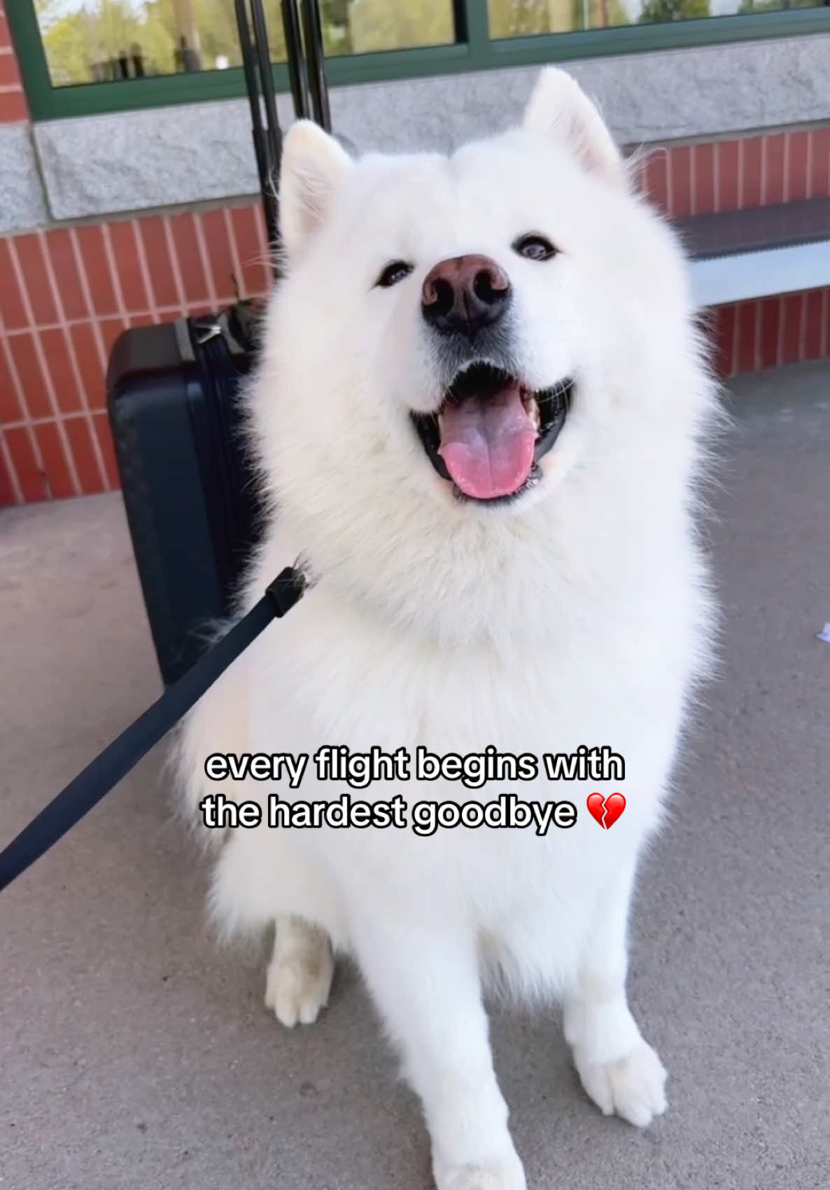 @Koda