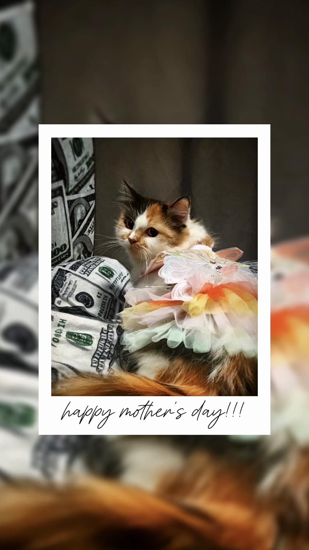 @TheCatFather
