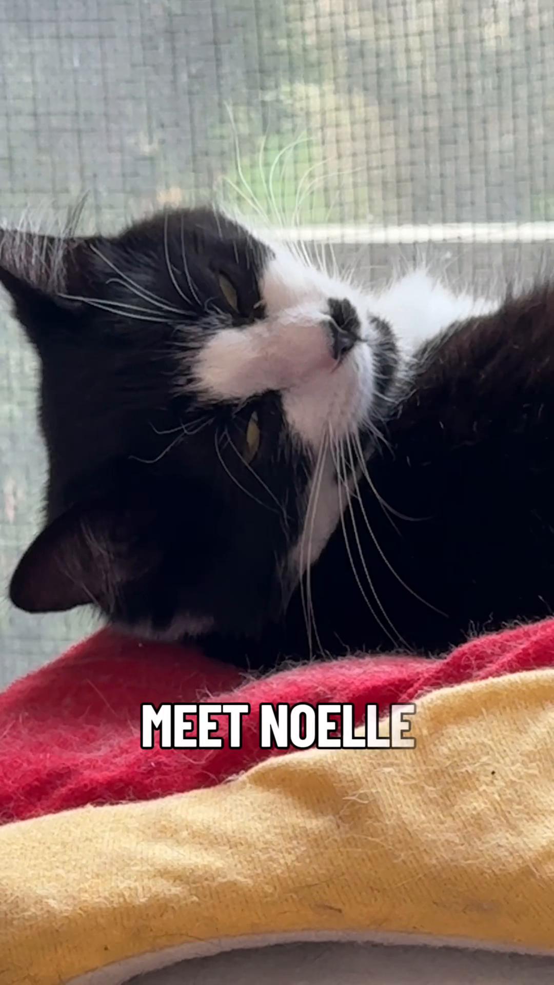 @North Toronto Cat Rescue
