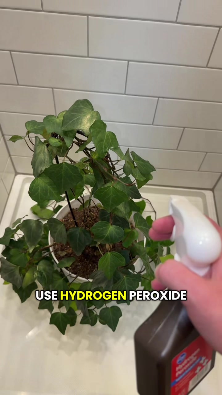 @Plantpusherr