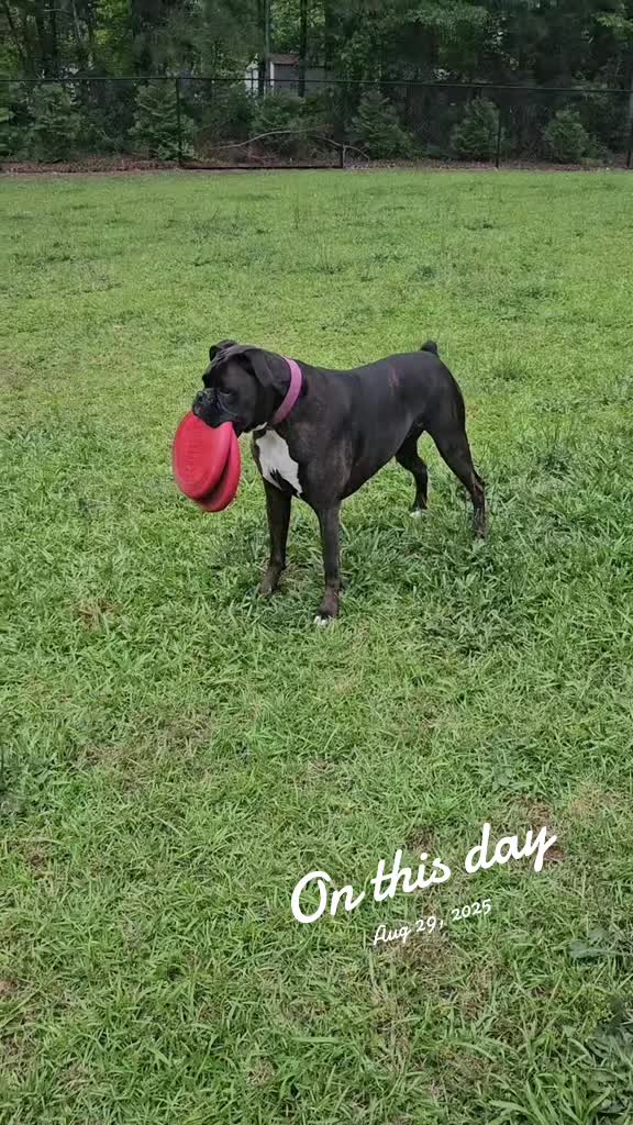 @Southern Shade Boerboels