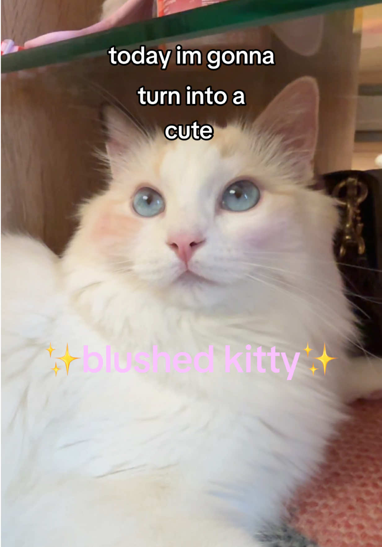 @hnh ✧