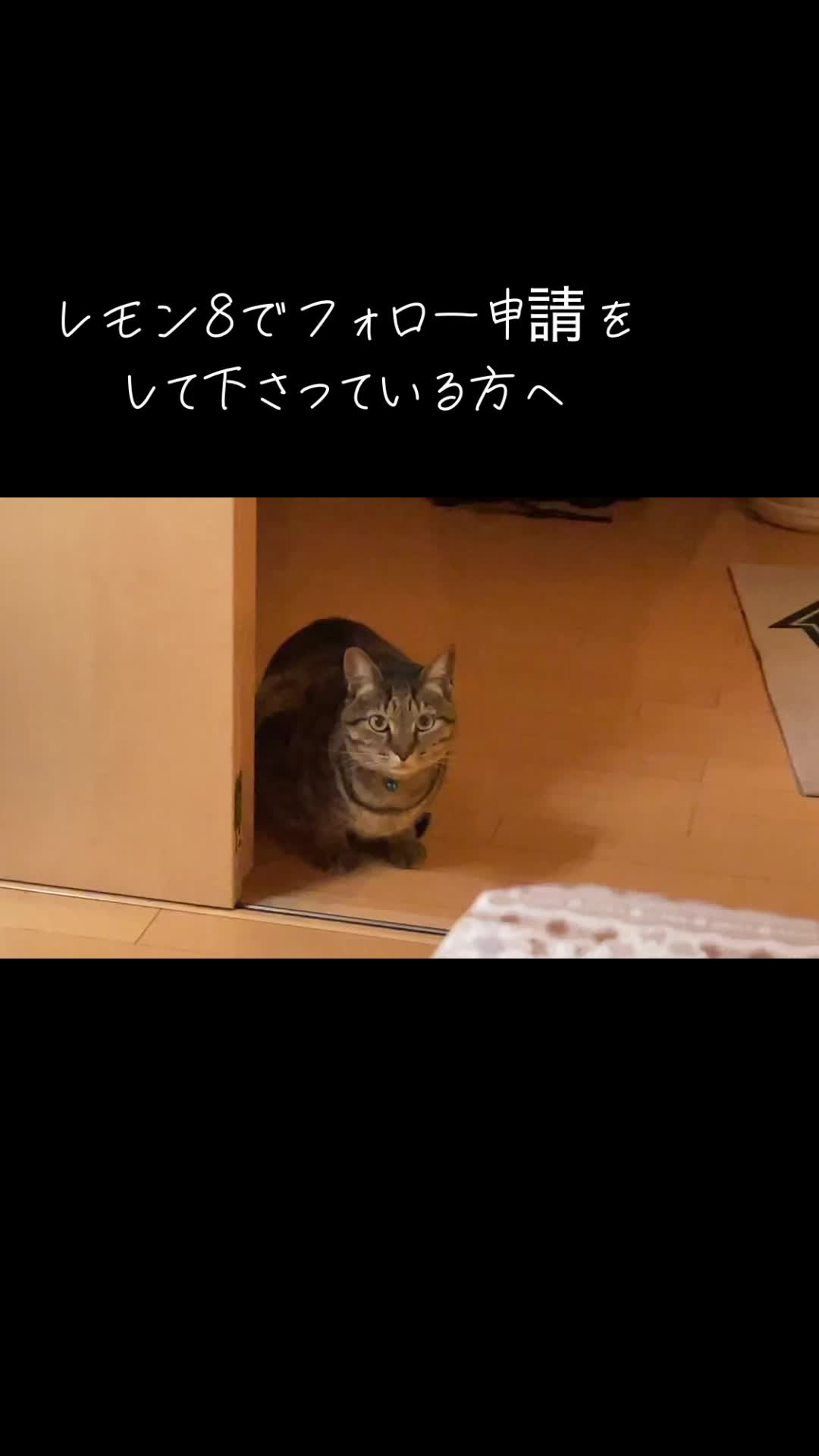 @こゆきチャンネル