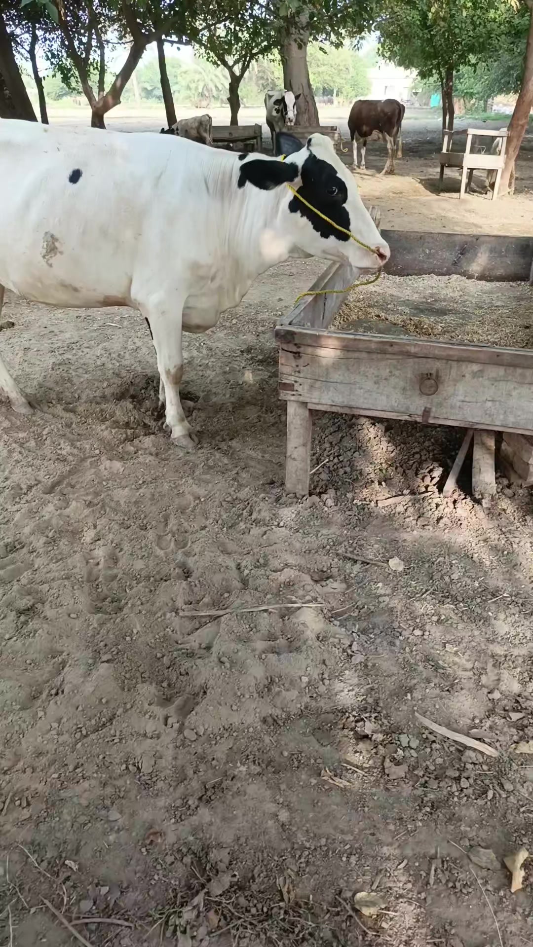 @Usmandairyfarmlayyah